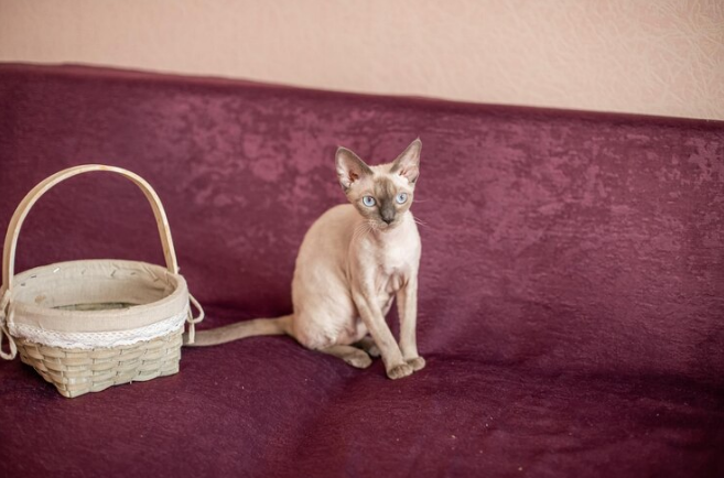 Balinese cat sitting on a sofa