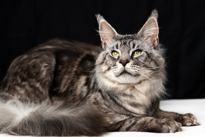 How Long Do American Wirehair Cats Live? Their Lifespan and Health Needs