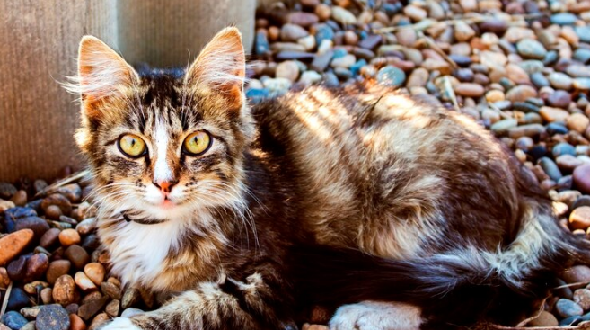 Little kitten with green eyes lying on the rocks