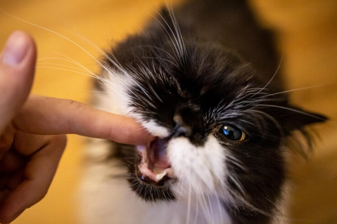 cat bitting me