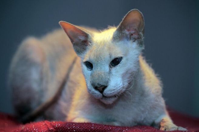 LaPerm Shorthair Cat