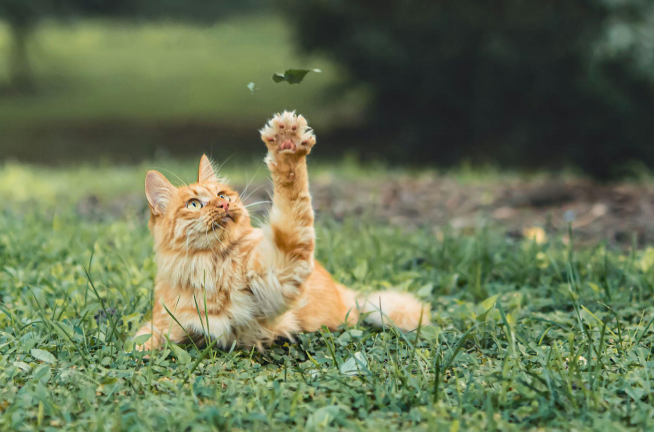 Cat playing