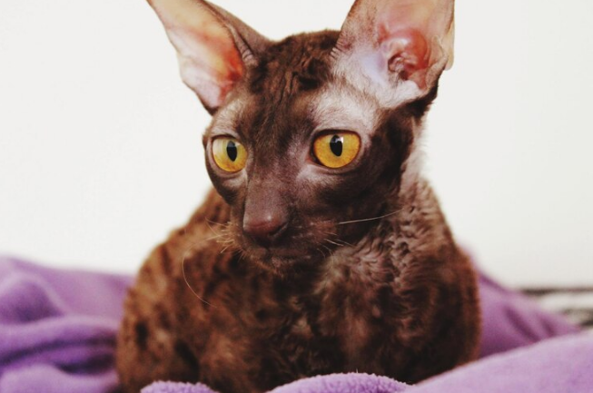 Cat resting