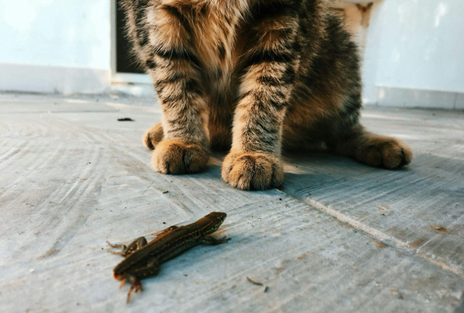Cat with bug