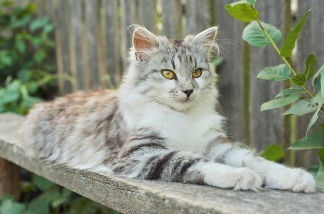 Cat in a forest
