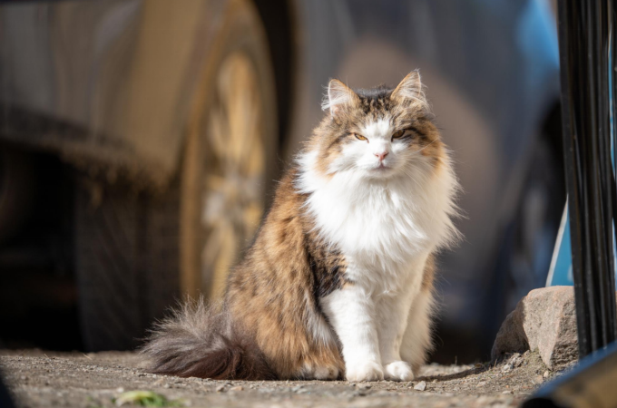 Domestic Long Hair Cat: The Complete Guide