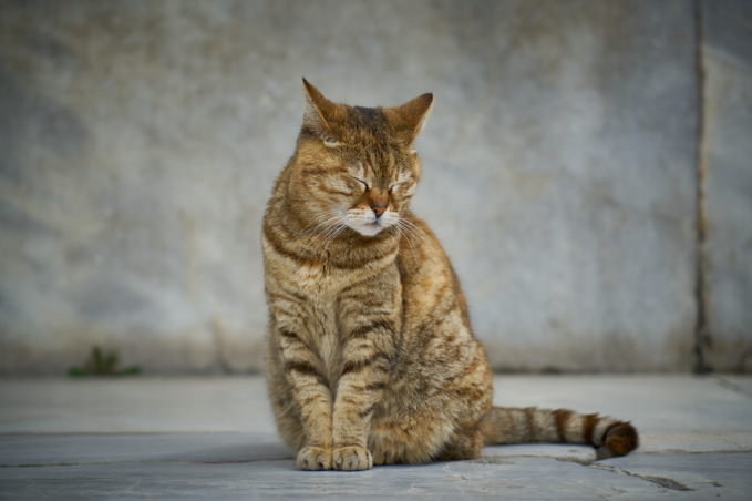 cat sitting with eyes closed