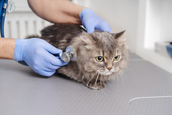 cat checkup