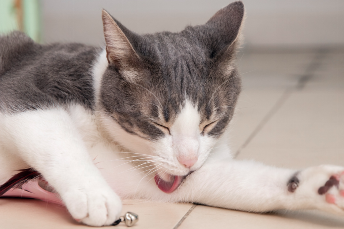 cat lying on the floor