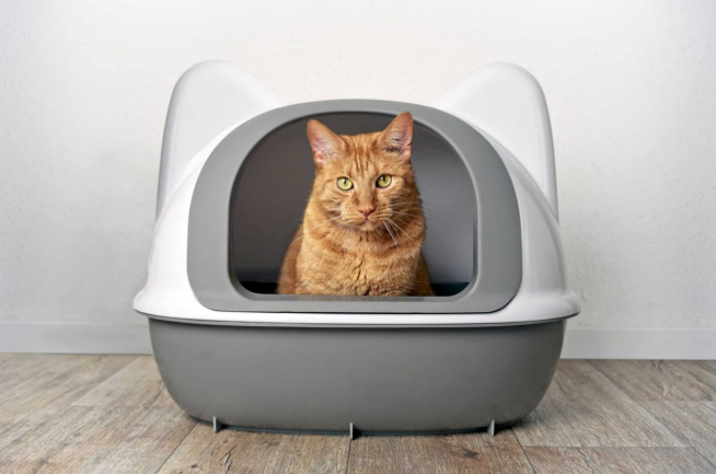 Dog-Proof Litter Box