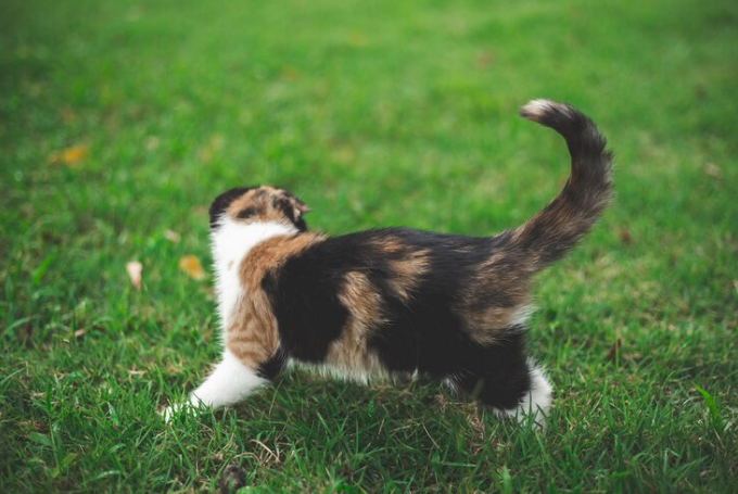 cat in the garden