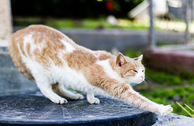 Cat enjoying