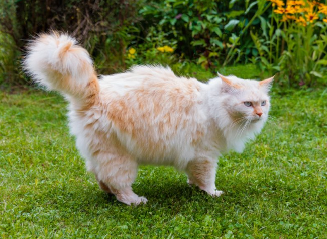angora cat outside in lawn