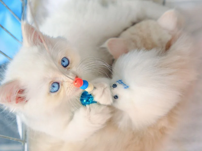 angora cat playing with a toy