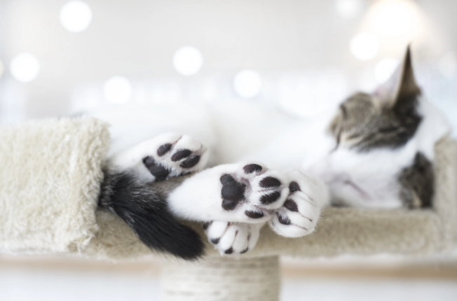 black toe beans of a sleeping cat