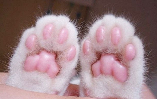 pink toe beans of a cat
