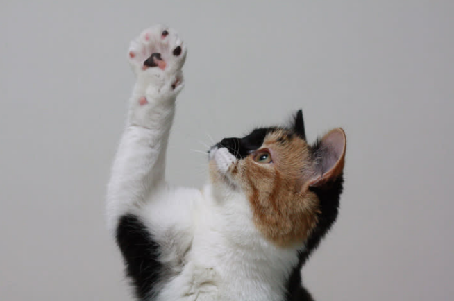 cat showcasing her toe beans