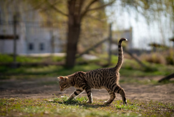 Cat Tail Language: Can Cats Control Their Tails?