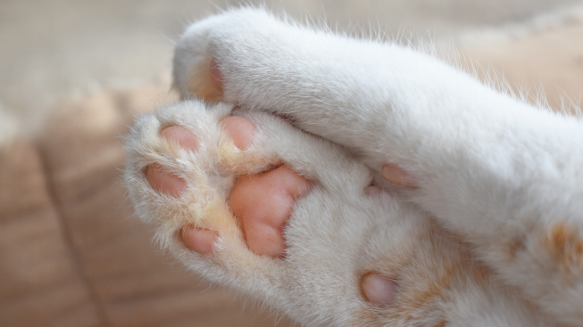 How to Protect and Care for Cat Toe Beans Throughout Life?