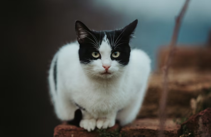 cat staring