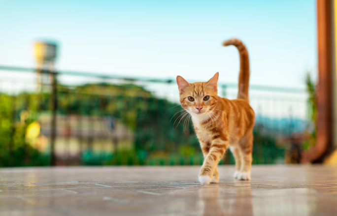 cat wondering