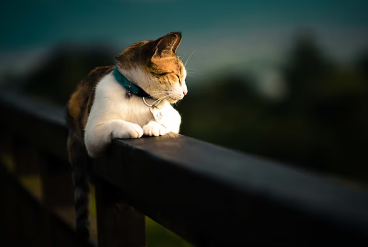 Cat resting