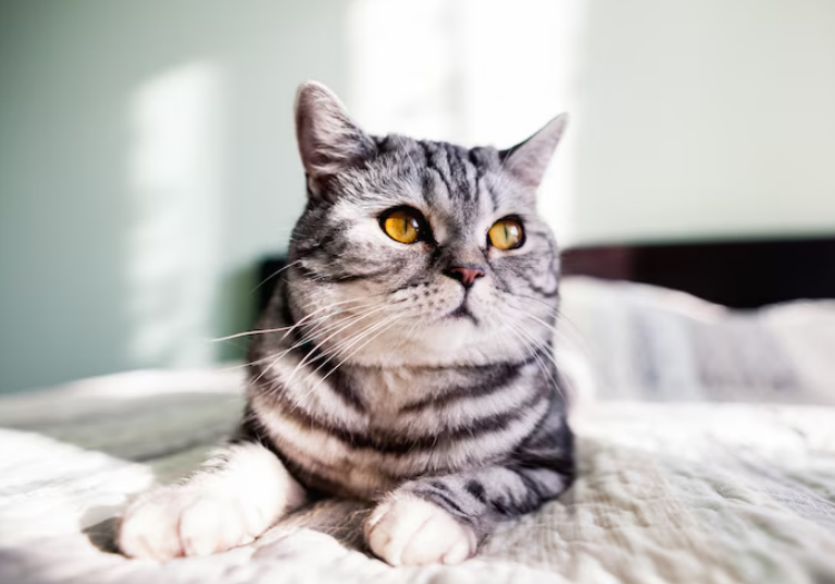 Cat resting on the bed