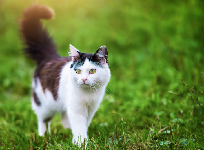 Do Cats Actually Have 9 Lives? The Myth vs. Science Explained