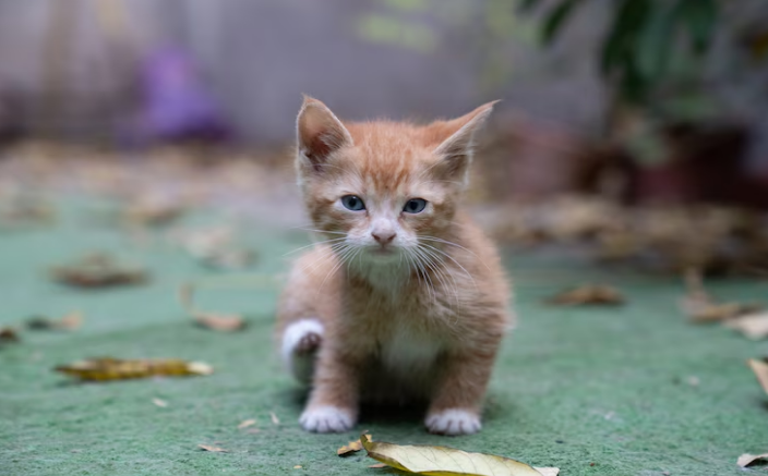 At What Age Do Cats Stop Growing? Signs Your Cat Has Reached Full Size
