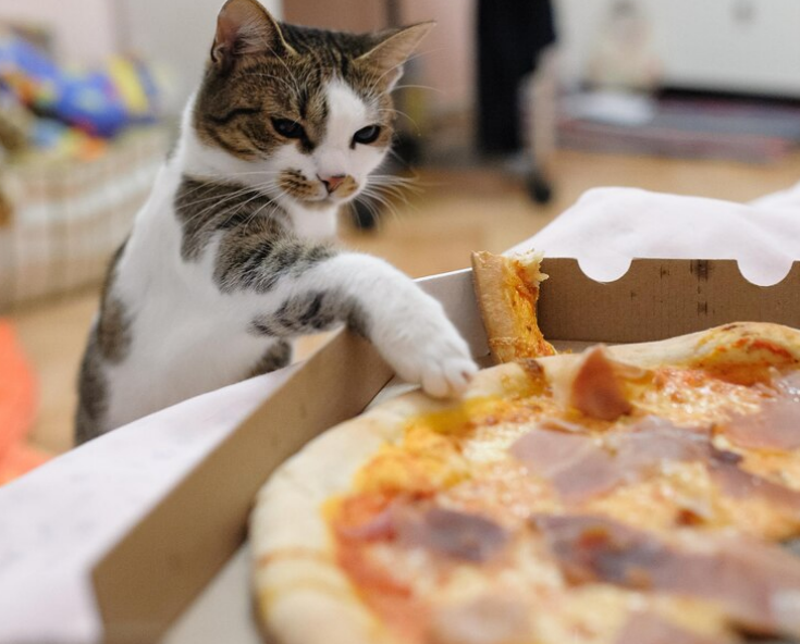 Cat touching pizza
