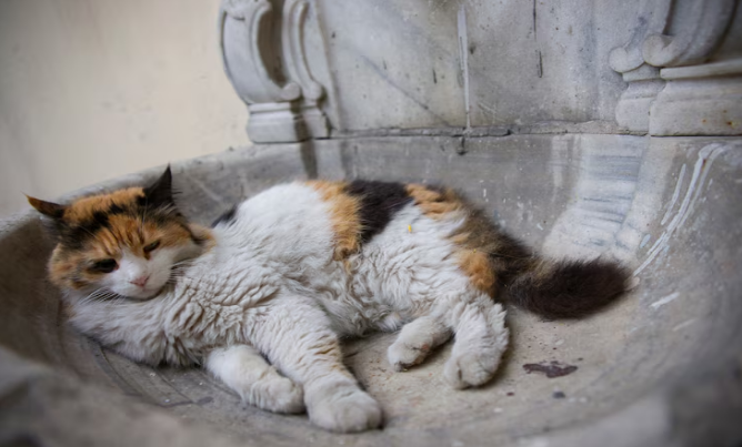 cat resting