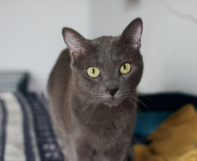 Cat starring