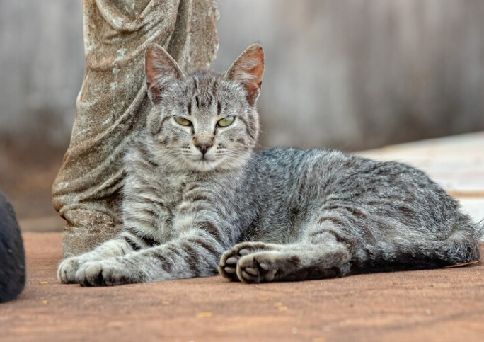 cat sitting outside