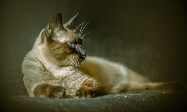 Burmese Cat