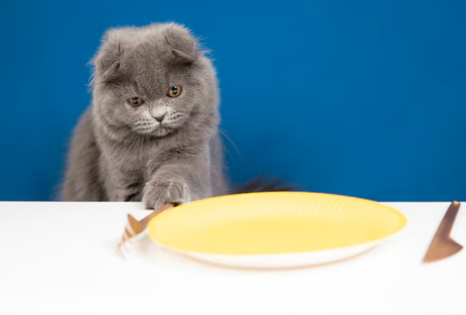 Can Cats Eat Pizza