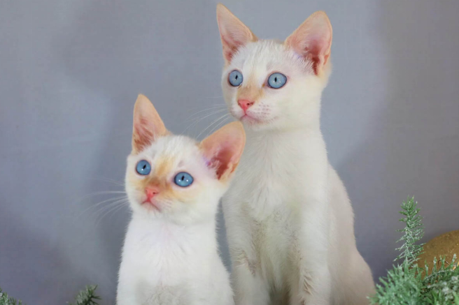 Colorpoint Shorthair Cat: A Complete Guide