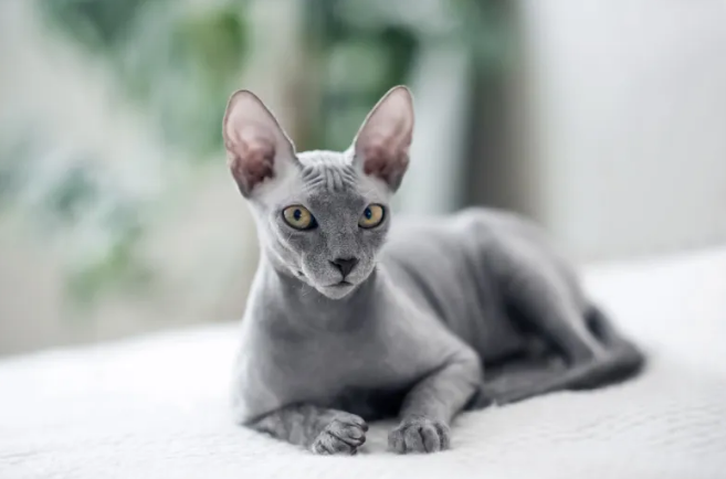 donskoy cat