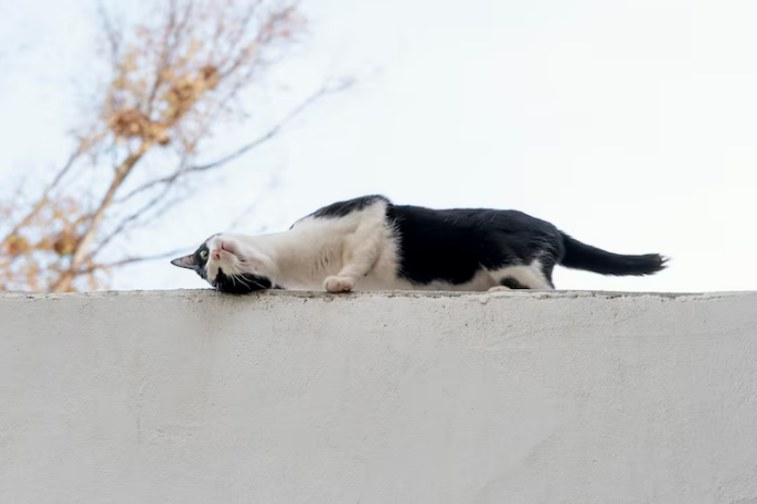 cat on a wall
