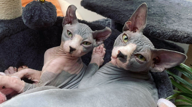 two donskoy cats together