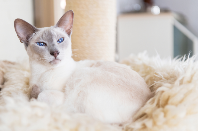angry colorpoint shorthair cat