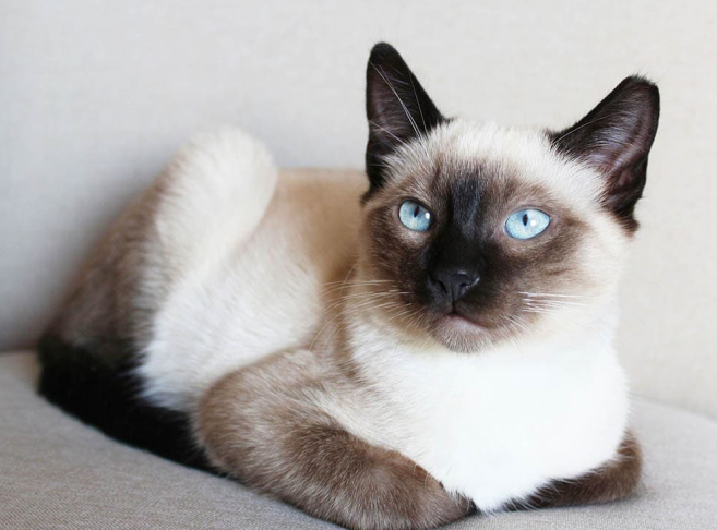 colorpoint shorthair cat on sofa