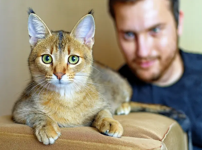 chausie cat with the owner