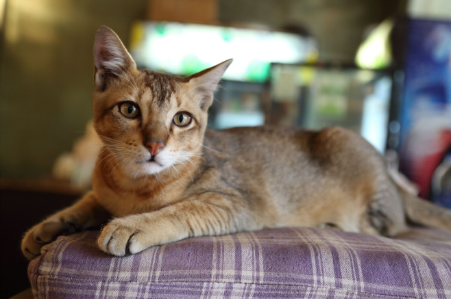 healthy chausie cat breed