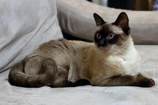 friendly burmese cat breed