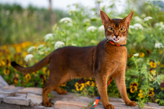 friendly abyssinian cat breed