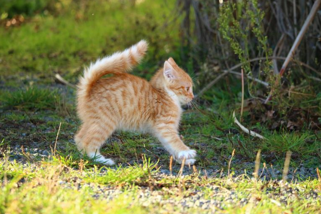 Friendliest Cat Breeds