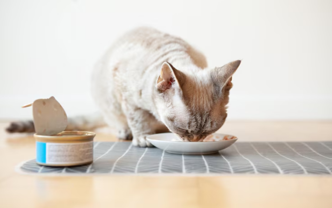 Can Cats Have Hummus? What Happens If They Do