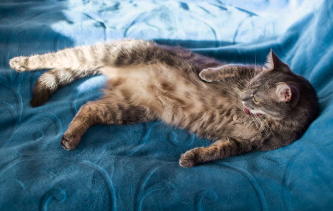How Long Are Cats in Heat