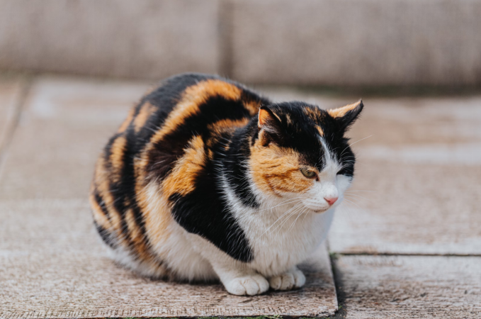 Ragamuffin vs Ragdoll: Which Fluffy Companion Is Right for You?