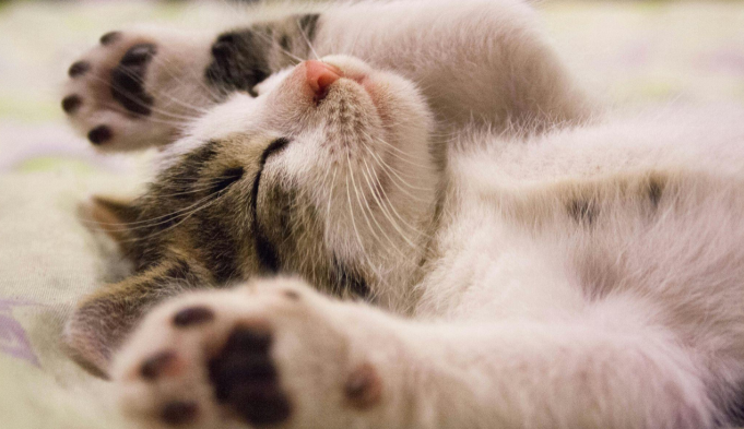 A close-up of a sleeping kitten lying on its back
